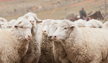 Merino Wool